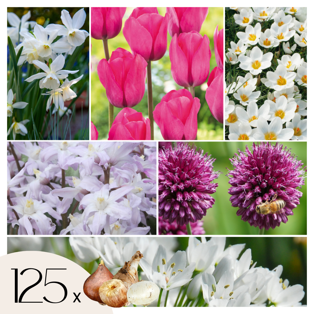 Mix of 125 Spring Bulbs – Outdoor Plant