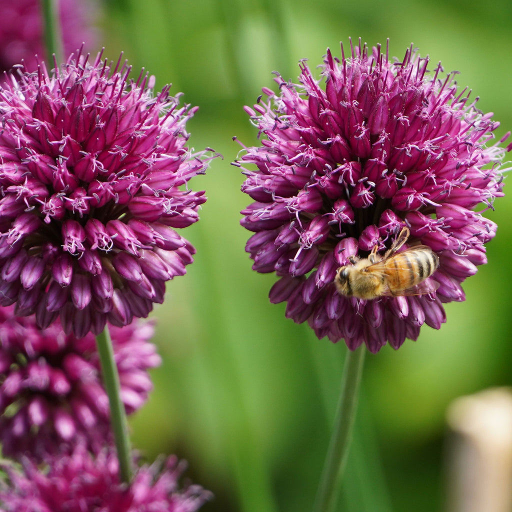 Mix of 125 Spring Bulbs – Outdoor Plant