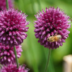 Mix of 125 Spring Bulbs – Outdoor Plant