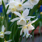 Mix of 125 Spring Bulbs – Outdoor Plant