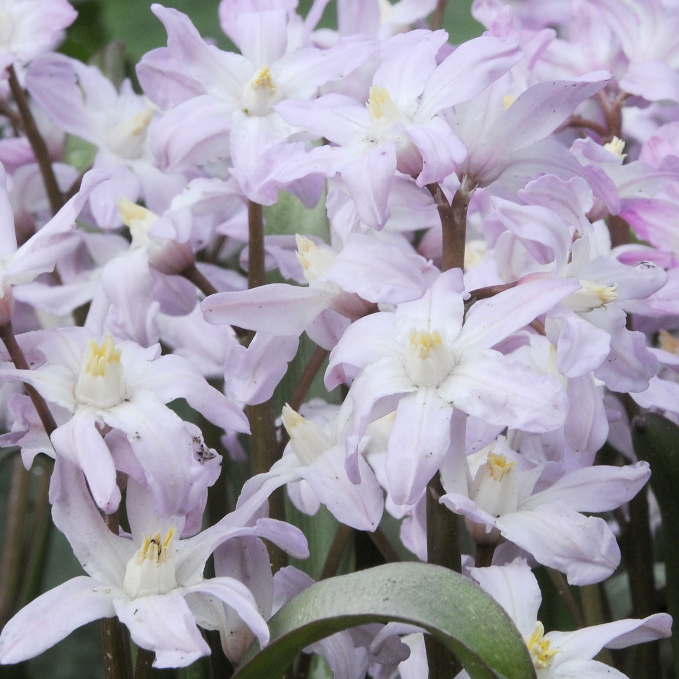 Mix of 125 Spring Bulbs – Outdoor Plant