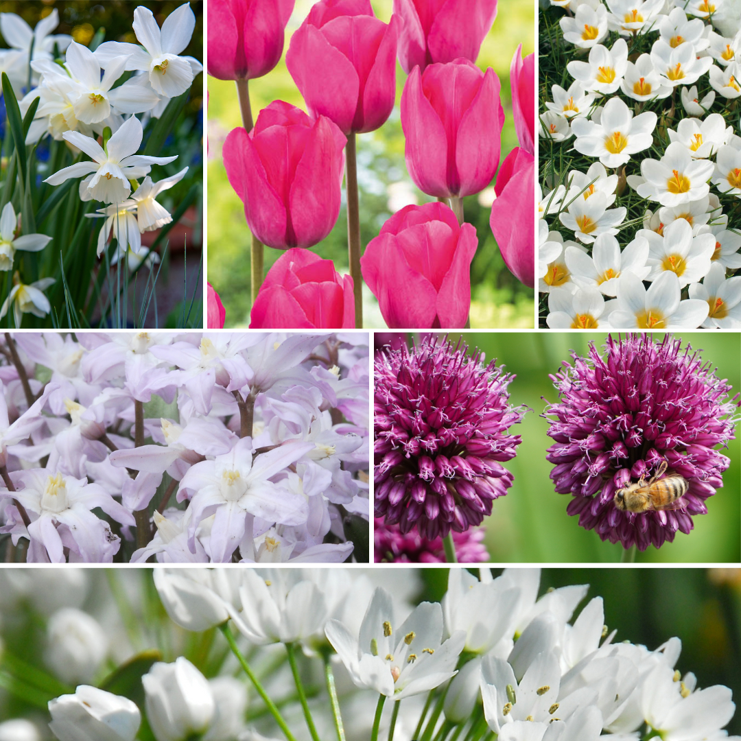 Mix of 125 Spring Bulbs – Outdoor Plant