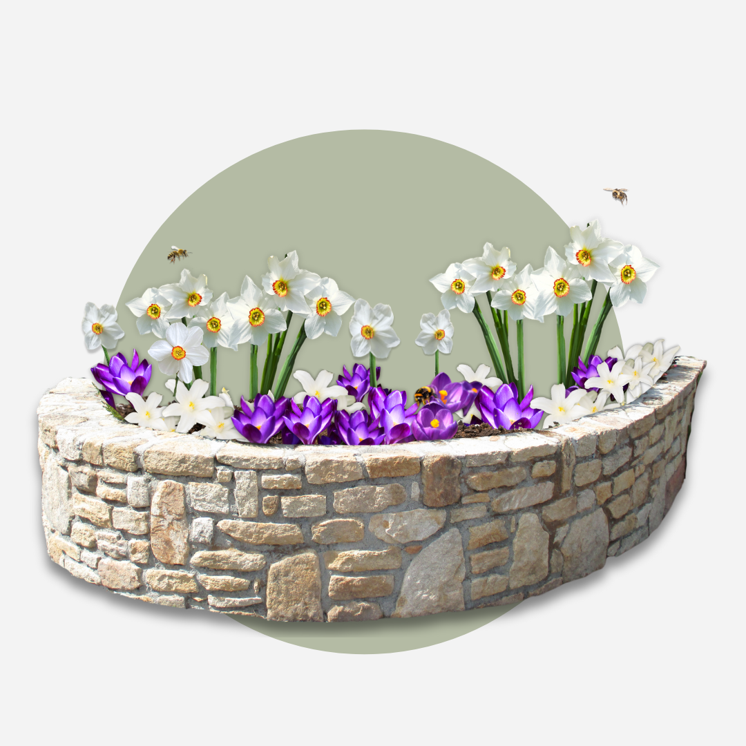 Mezcla de 50 bulbos para jardín de sombra – Planta de exterior