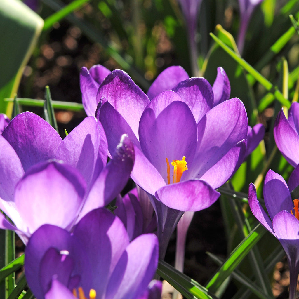 Mezcla de 50 bulbos para jardín de sombra – Planta de exterior