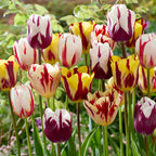 Mezcla de 30 tulipanes Flaming Beauty – Planta de exterior