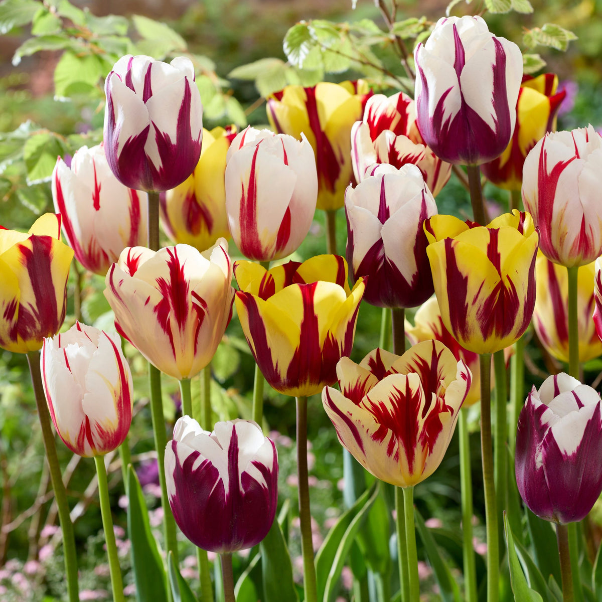 Mezcla de 30 tulipanes Flaming Beauty – Planta de exterior