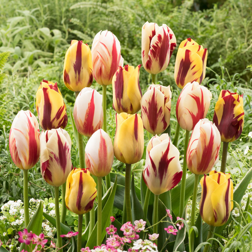 Mezcla de 30 tulipanes Flaming Beauty – Planta de exterior