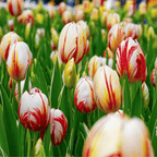 Mezcla de 30 tulipanes Flaming Beauty – Planta de exterior