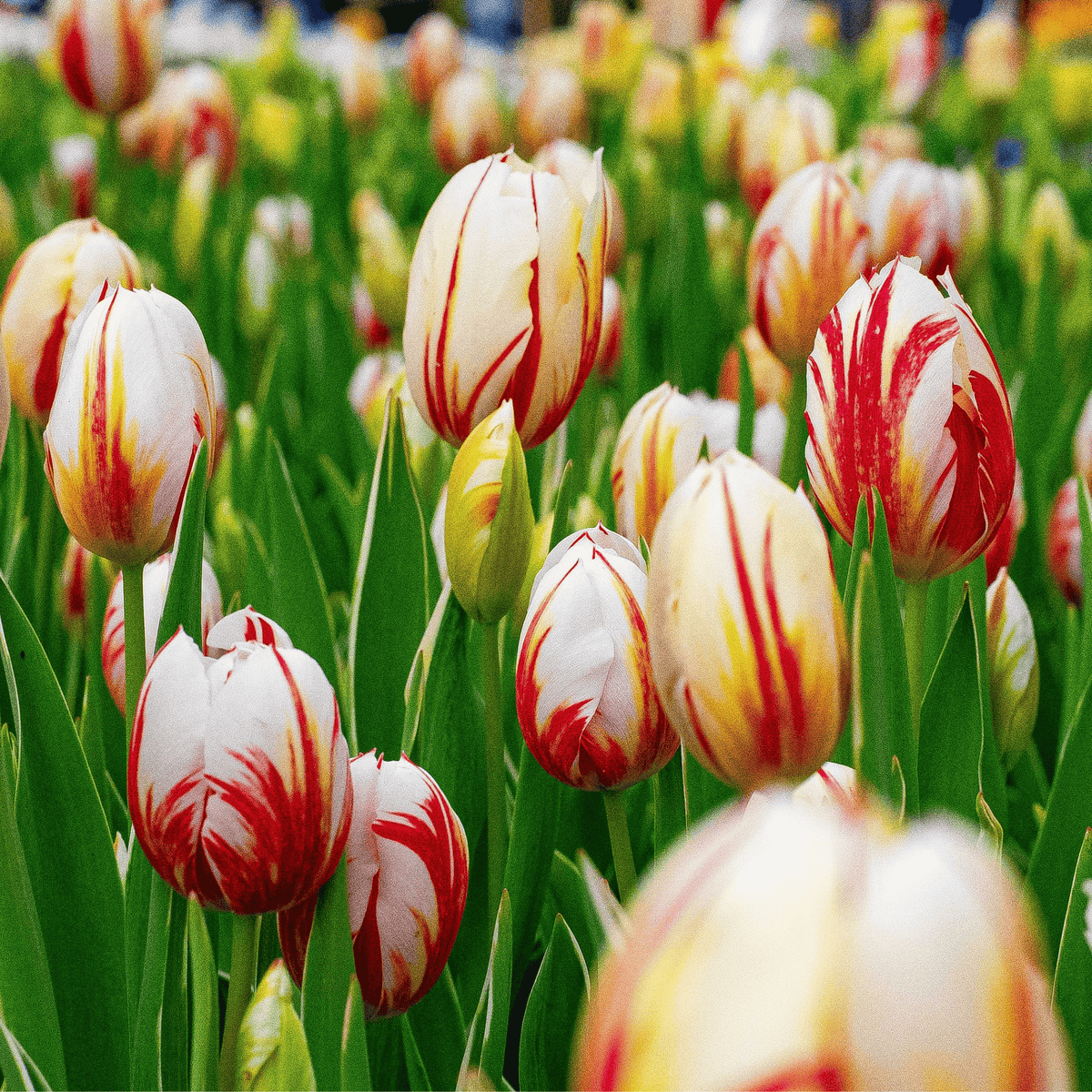 Mezcla de 30 tulipanes Flaming Beauty – Planta de exterior