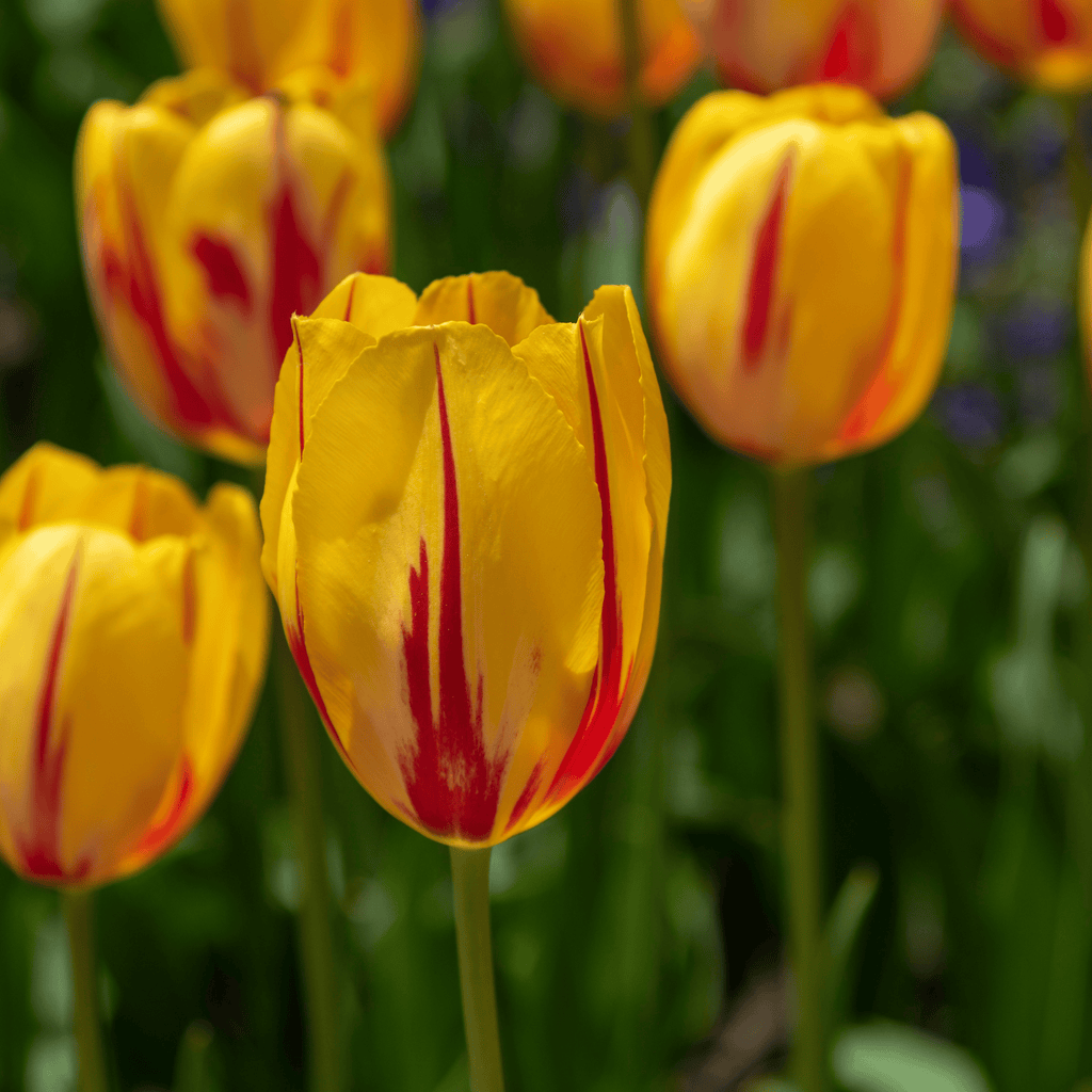 Mezcla de 30 tulipanes Flaming Beauty – Planta de exterior