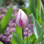 Mezcla de 30 tulipanes Flaming Beauty – Planta de exterior