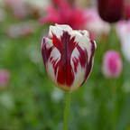 Mezcla de 30 tulipanes Flaming Beauty – Planta de exterior