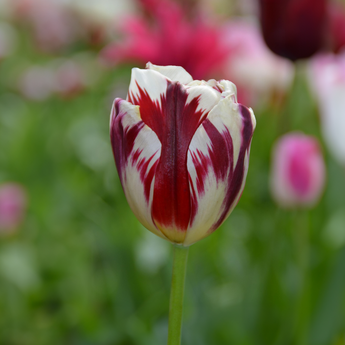 Mezcla de 30 tulipanes Flaming Beauty – Planta de exterior