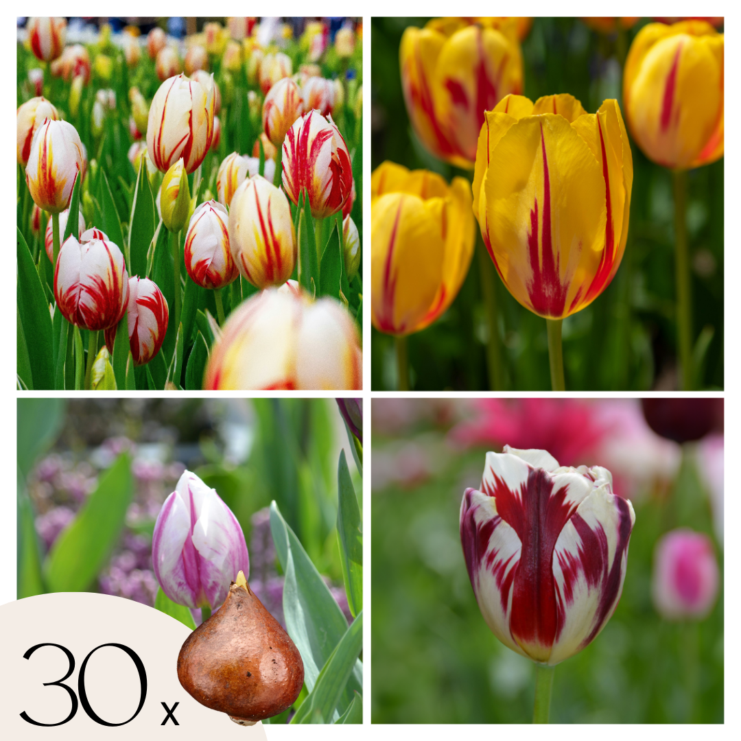 Mezcla de 30 tulipanes Flaming Beauty – Planta de exterior