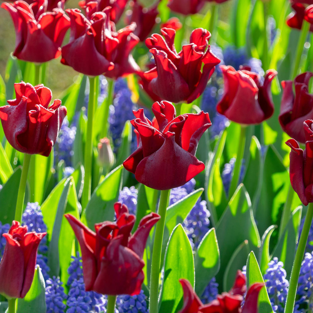 Lote de 10 tulipanes Red Dress – Planta de exterior