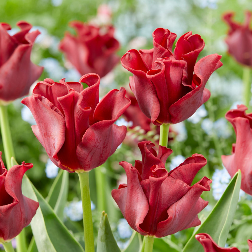 Lote de 10 tulipanes Red Dress – Planta de exterior