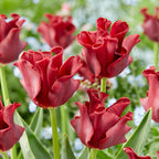 Lote de 10 tulipanes Red Dress – Planta de exterior