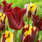 Lote de 10 tulipanes Red Dress – Planta de exterior