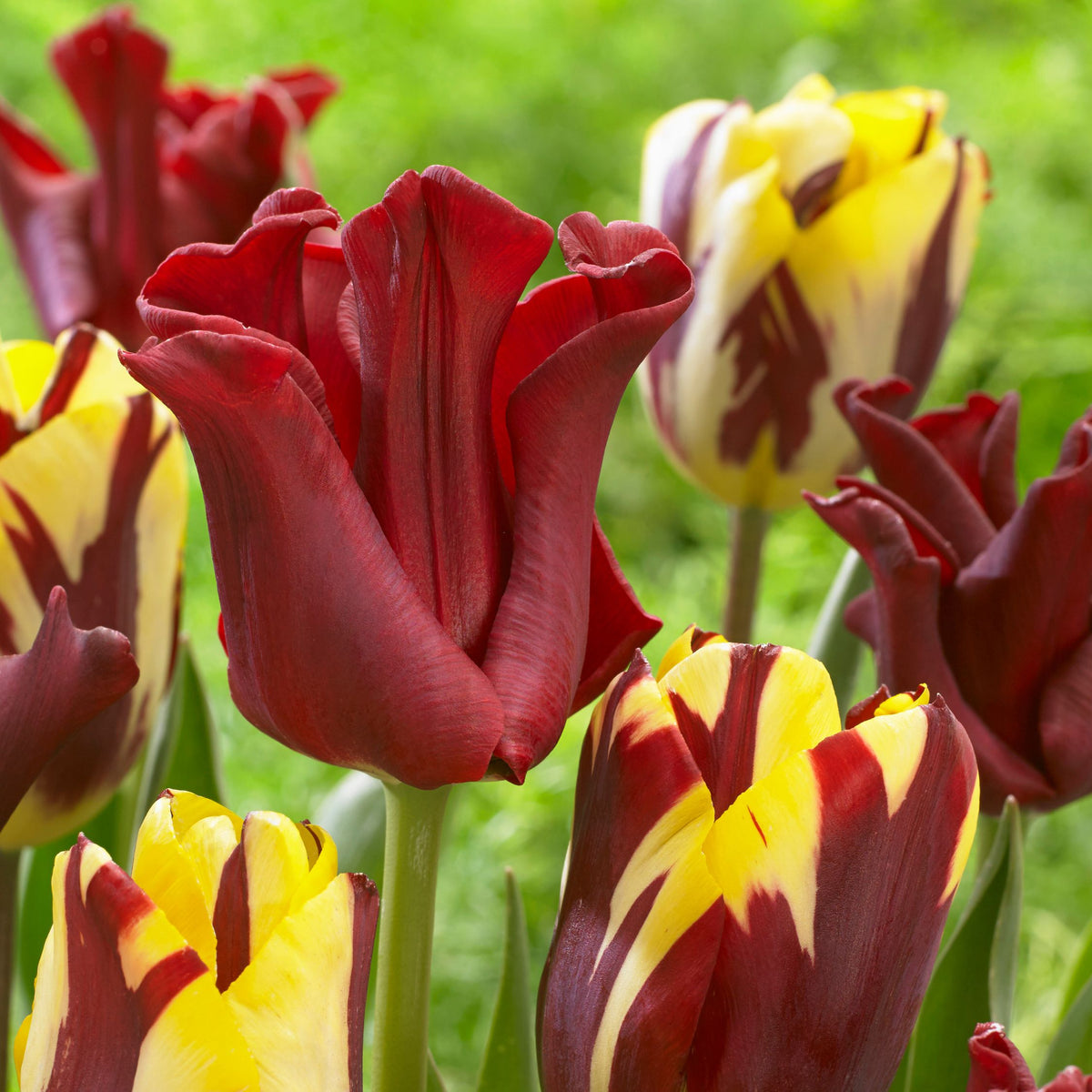 Lote de 10 tulipanes Red Dress – Planta de exterior