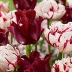 Lote de 10 tulipanes Red Dress – Planta de exterior