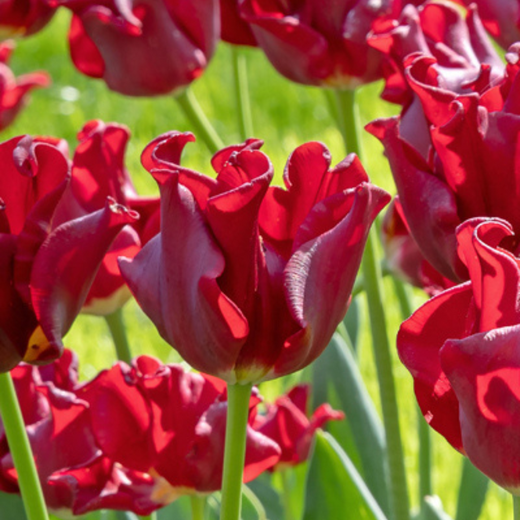 Lote de 10 tulipanes Red Dress – Planta de exterior