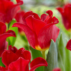 Lote de 10 tulipanes Red Dress – Planta de exterior