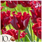 Lote de 10 tulipanes Red Dress – Planta de exterior