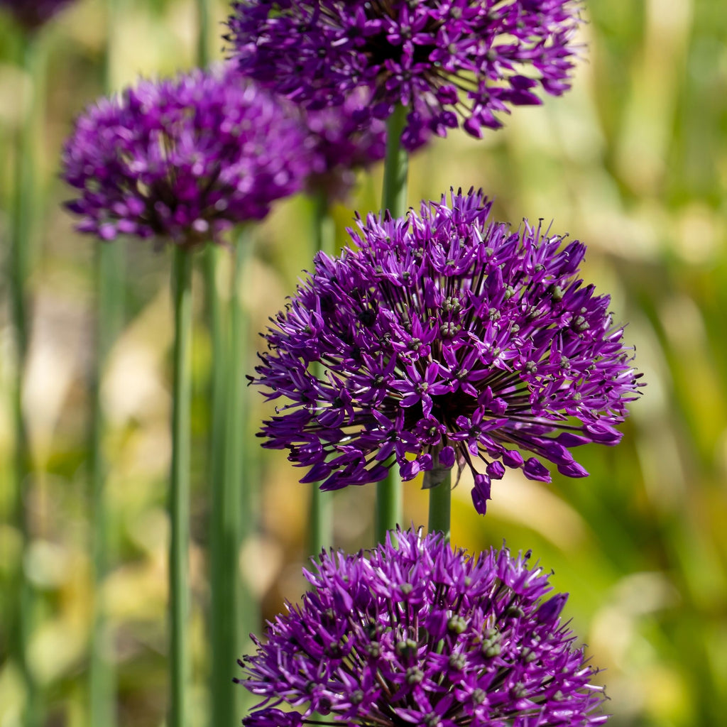 Set of 30 Allium Purple Sensation – Outdoor Plant