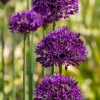 Set of 30 Allium Purple Sensation – Outdoor Plant