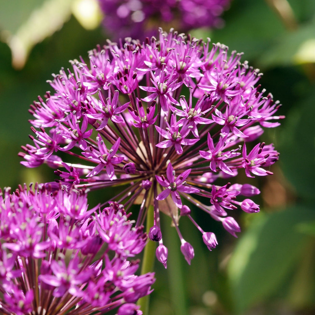 Set of 30 Allium Purple Sensation – Outdoor Plant