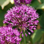 Set of 30 Allium Purple Sensation – Outdoor Plant