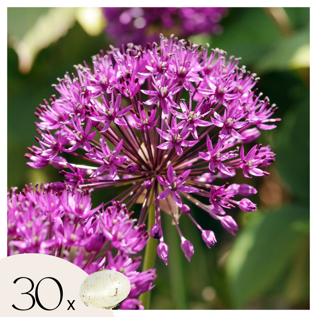 Set of 30 Allium Purple Sensation – Outdoor Plant