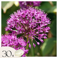 Set of 30 Allium Purple Sensation – Outdoor Plant
