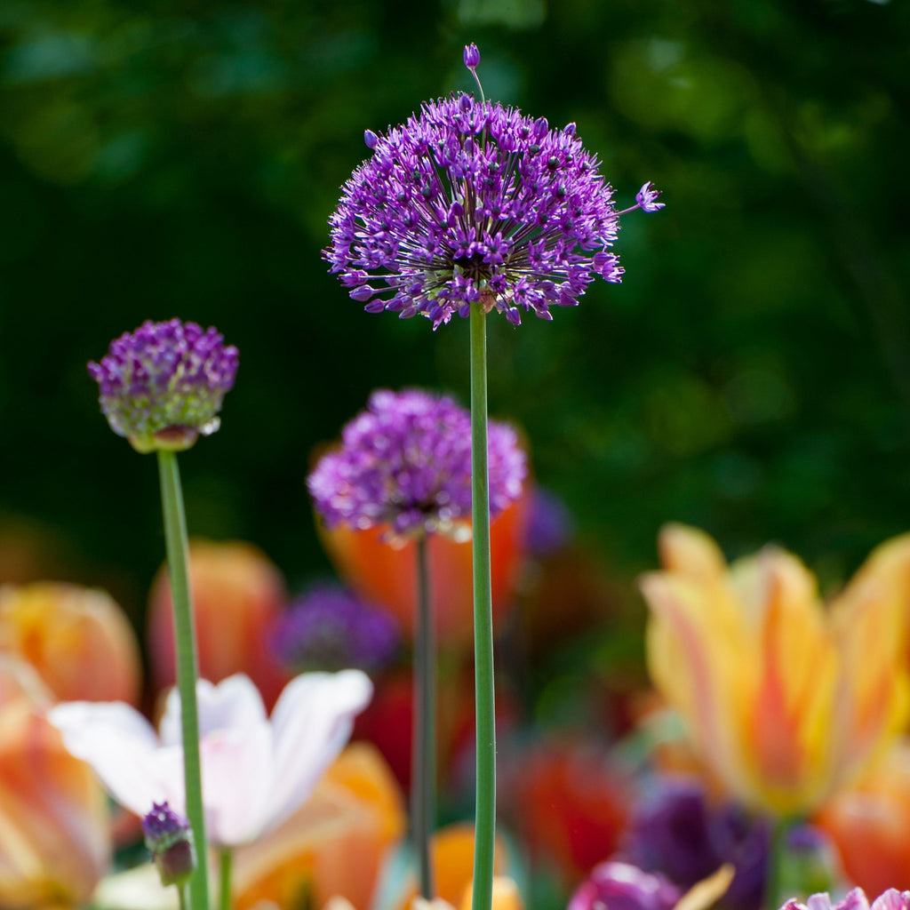 Set of 30 Allium Purple Sensation – Outdoor Plant
