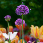 Set of 30 Allium Purple Sensation – Outdoor Plant