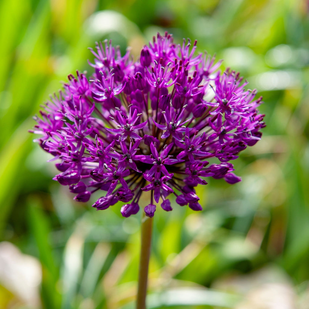 Set of 30 Allium Purple Sensation – Outdoor Plant