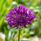 Set of 30 Allium Purple Sensation – Outdoor Plant