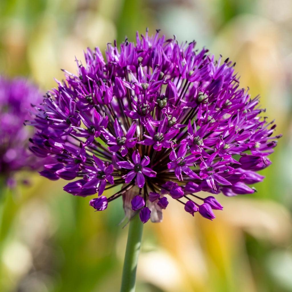 Set of 30 Allium Purple Sensation – Outdoor Plant