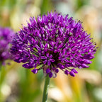 Set of 30 Allium Purple Sensation – Outdoor Plant