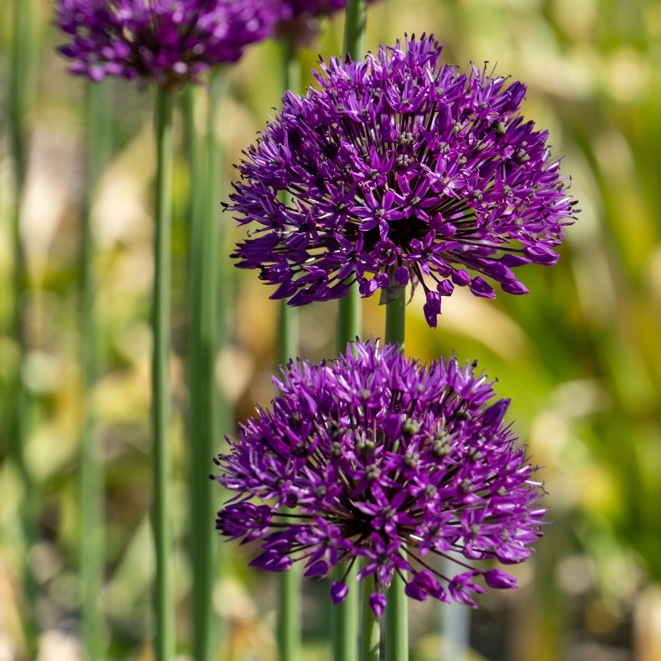 Set of 30 Allium Purple Sensation – Outdoor Plant