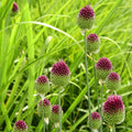 Set of 100 Sphaerocephalon Alliums – Outdoor Plant