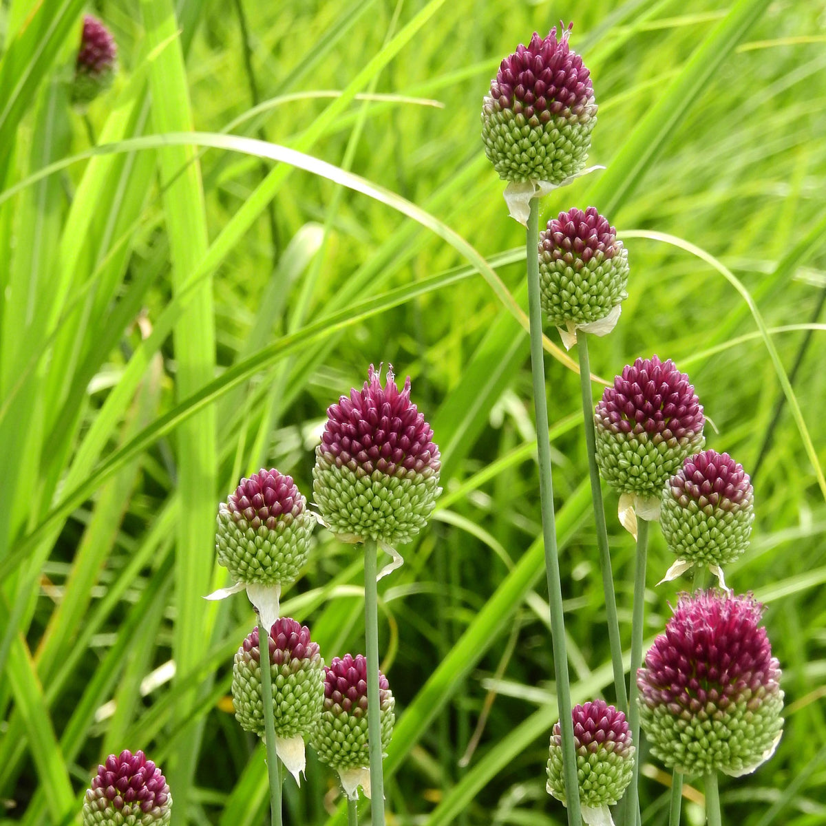 Set of 100 Sphaerocephalon Alliums – Outdoor Plant