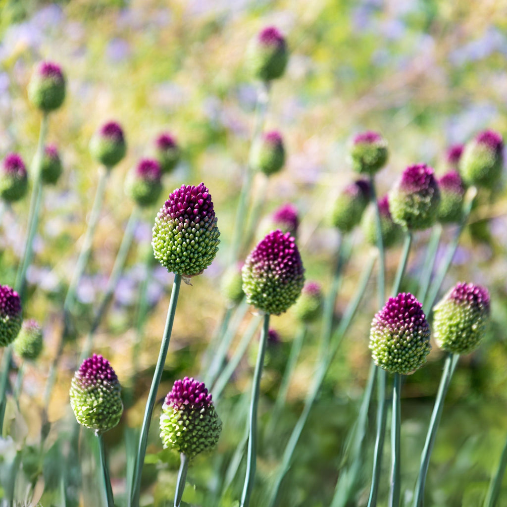 Set of 100 Sphaerocephalon Alliums – Outdoor Plant