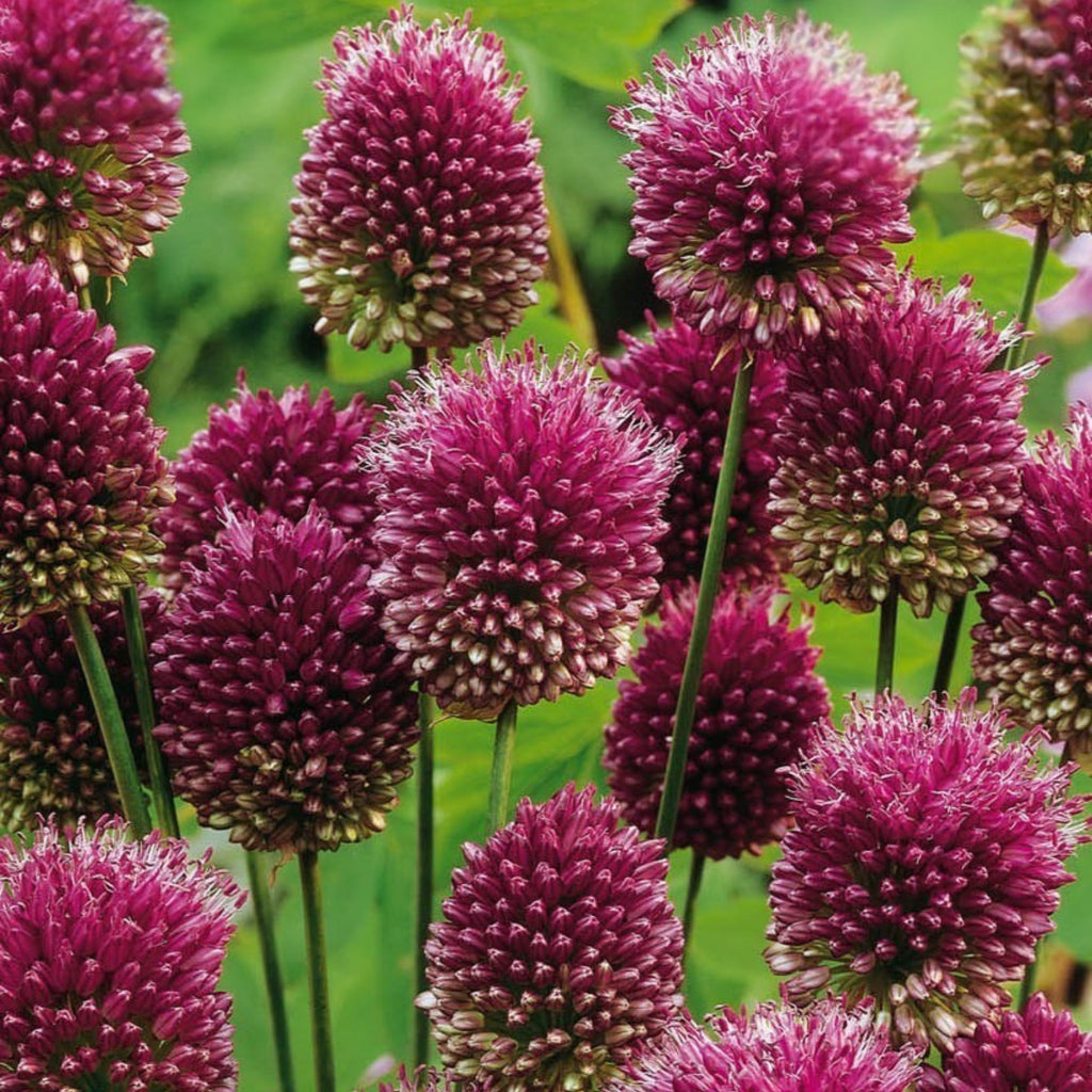 Set of 100 Sphaerocephalon Alliums – Outdoor Plant