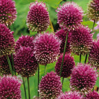 Set of 100 Sphaerocephalon Alliums – Outdoor Plant