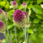 Set of 100 Sphaerocephalon Alliums – Outdoor Plant