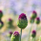 Set of 100 Sphaerocephalon Alliums – Outdoor Plant