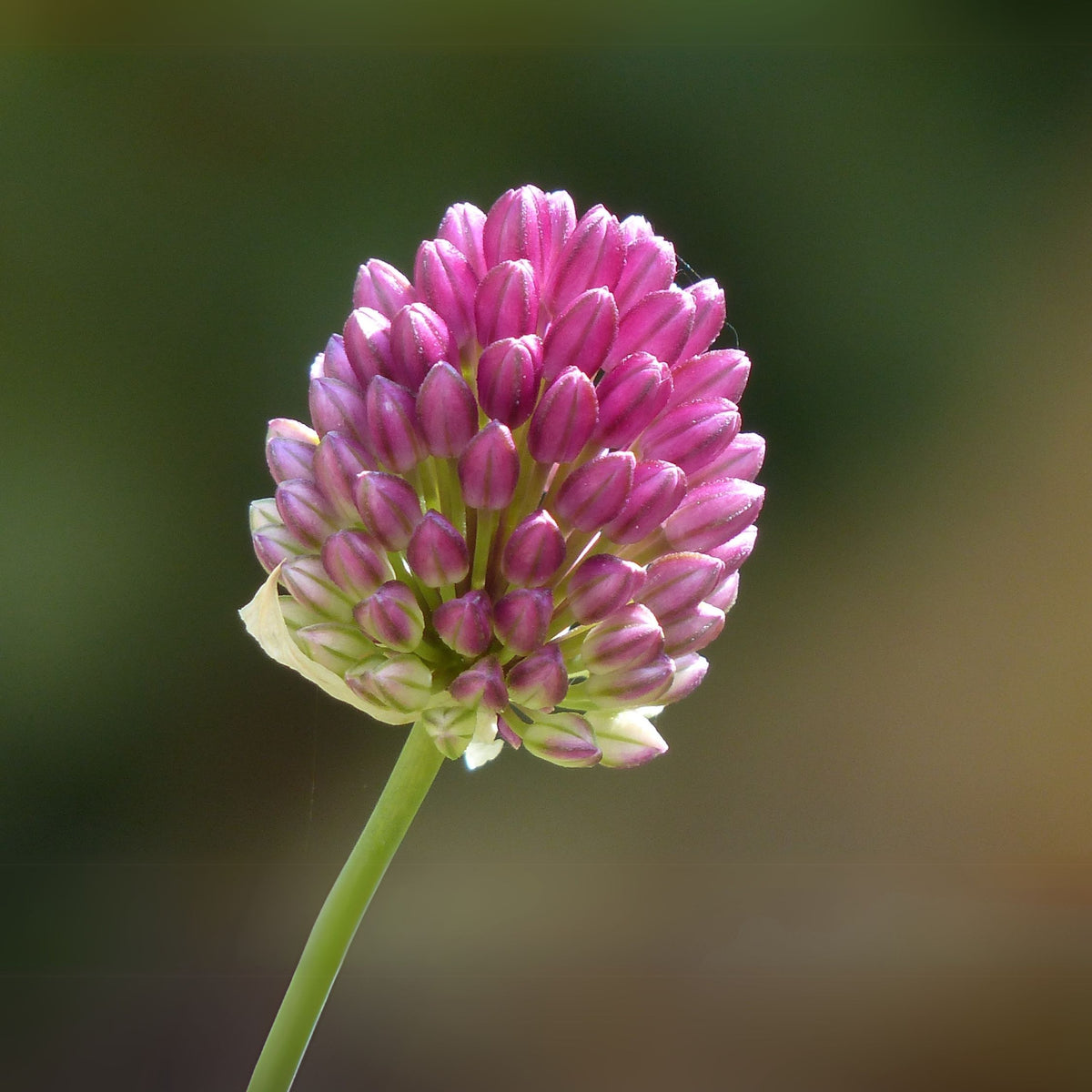 Set of 100 Sphaerocephalon Alliums – Outdoor Plant
