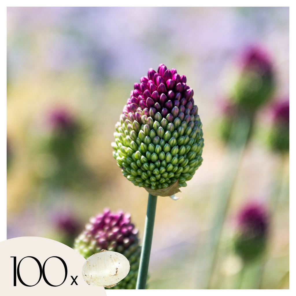 Set of 100 Sphaerocephalon Alliums – Outdoor Plant