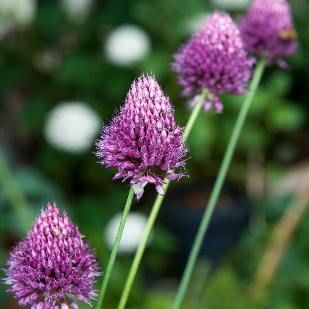 Set of 100 Sphaerocephalon Alliums – Outdoor Plant